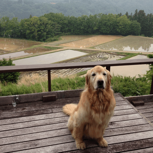 d0152765_17461927.gif