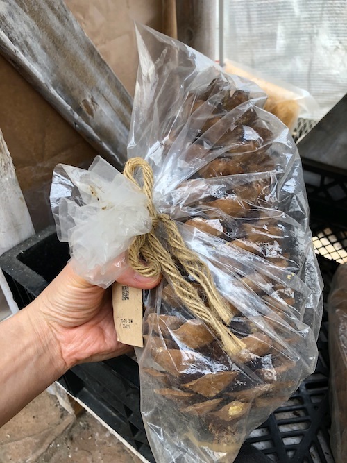 趣味の園芸「三貴フラワーセンター」_f0324766_10572537.jpg