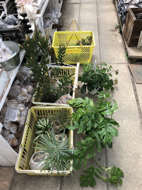 趣味の園芸「三貴フラワーセンター」_f0324766_10572605.jpg