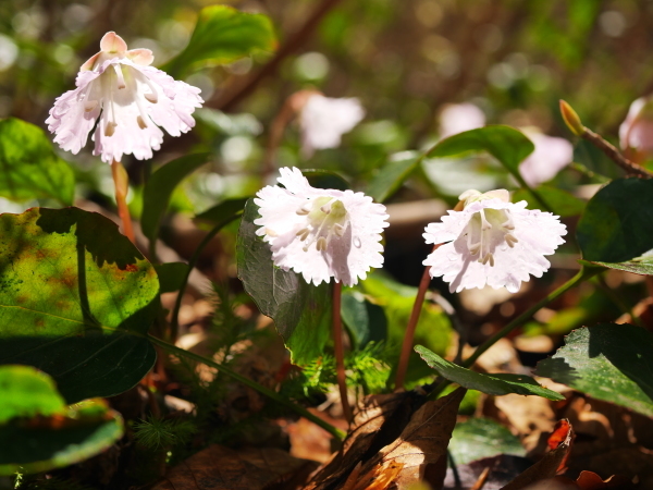 新緑の森に咲く花々_a0351368_00444676.jpg