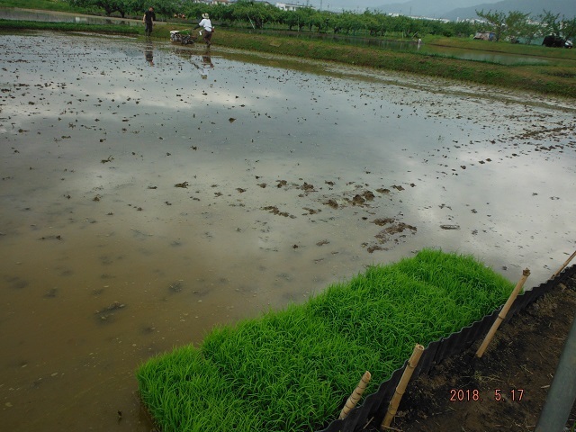 気温の変動が大きい中、田植えは順調に終了です_b0186772_20275790.jpg