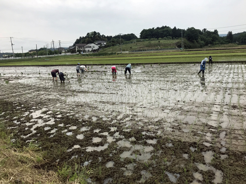 田植え_d0123277_10143844.jpg