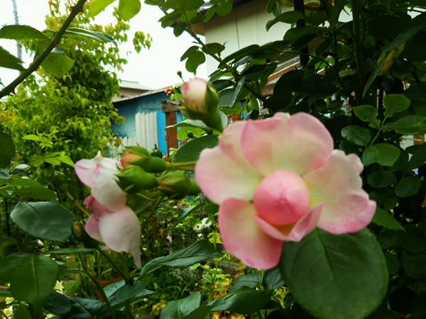 f0366679_21322333.jpg