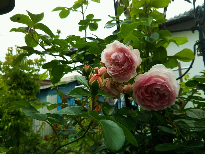 f0366679_21351331.jpg
