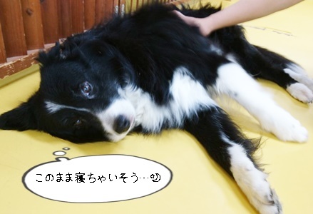 お泊りわんこ!_f0357682_14534064.jpg