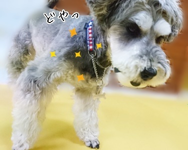 お泊りわんこ!_f0357682_14542780.jpg