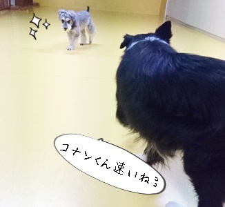 お泊りわんこ!_f0357682_14543480.jpg