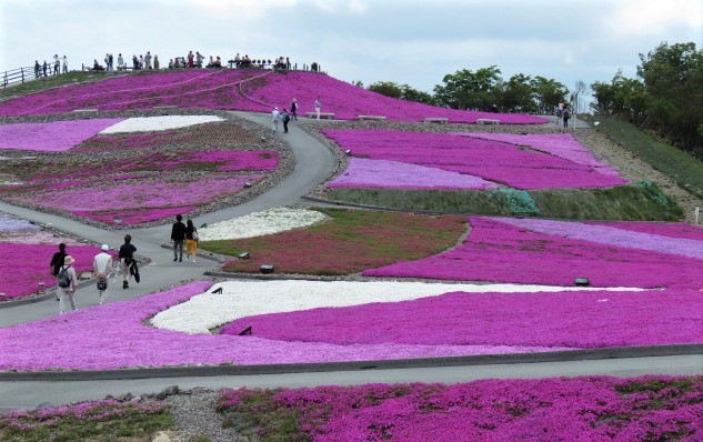 天空の花回廊「芝桜の丘」茶臼山高原_d0361783_20532931.jpg