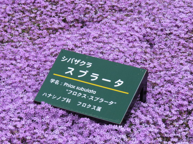 天空の花回廊「芝桜の丘」茶臼山高原_d0361783_20535074.jpg