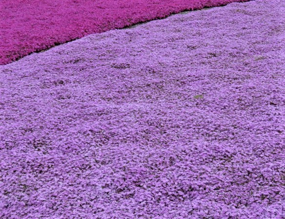 天空の花回廊「芝桜の丘」茶臼山高原_d0361783_20541092.jpg