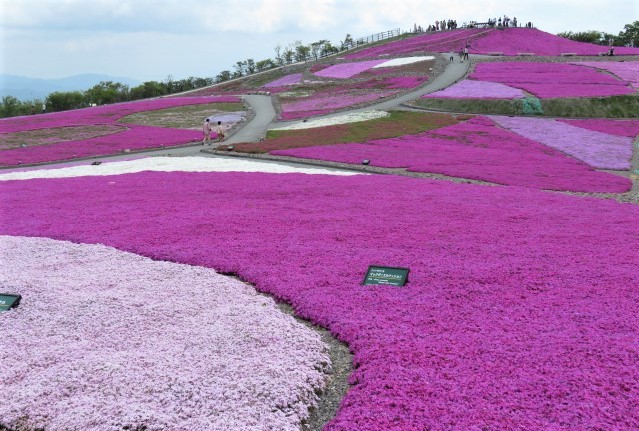 天空の花回廊「芝桜の丘」茶臼山高原_d0361783_20542912.jpg