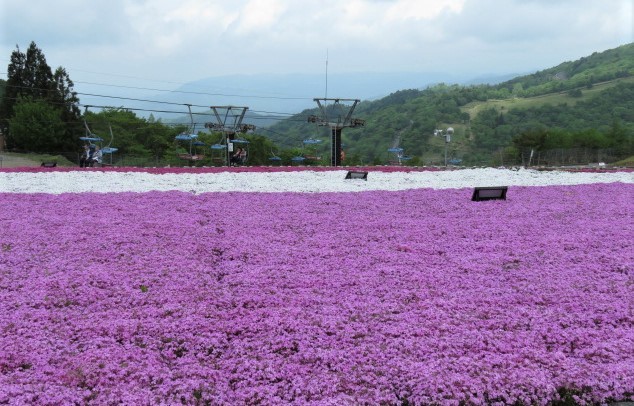 天空の花回廊「芝桜の丘」茶臼山高原_d0361783_20551077.jpg