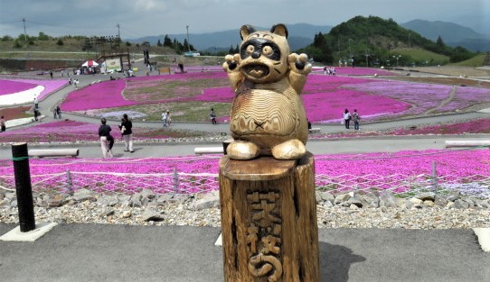 天空の花回廊「芝桜の丘」茶臼山高原_d0361783_20553081.jpg