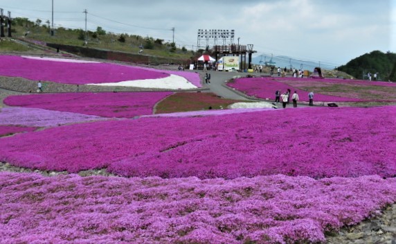 天空の花回廊「芝桜の丘」茶臼山高原_d0361783_20561270.jpg