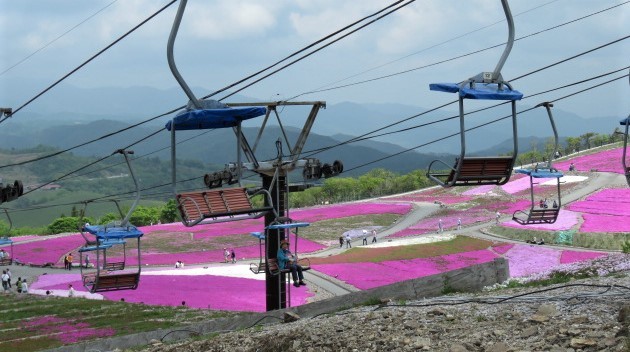 天空の花回廊「芝桜の丘」茶臼山高原_d0361783_20572150.jpg