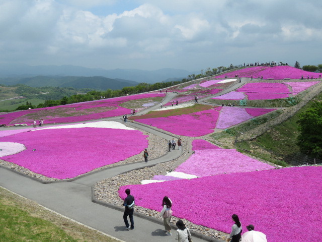 天空の花回廊「芝桜の丘」茶臼山高原_d0361783_20575312.jpg