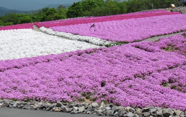 天空の花回廊「芝桜の丘」茶臼山高原_d0361783_20590963.jpg