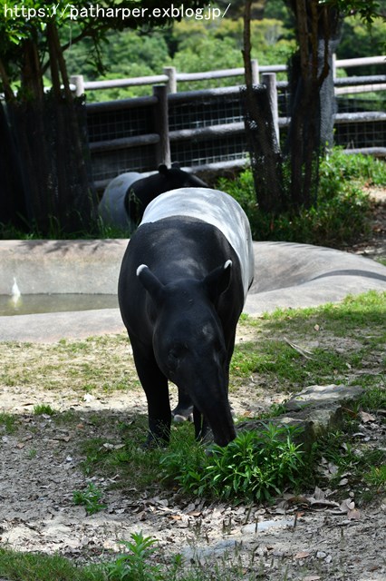 ２０１８年５月　白浜パンダ見隊　その２_a0052986_7472064.jpg