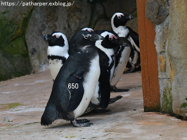 ２０１８年５月　白浜パンダ見隊　その２_a0052986_7514866.jpg