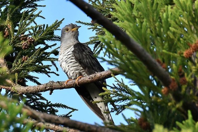 ホトトギス が鳴いている 今夜の夕食