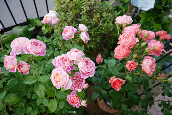 春 ナナと庭の薔薇