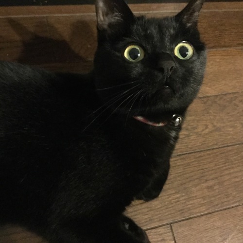 猫 あるある ですが…_e0358096_20253077.jpeg