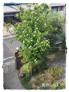 c0190707_22553590.jpeg