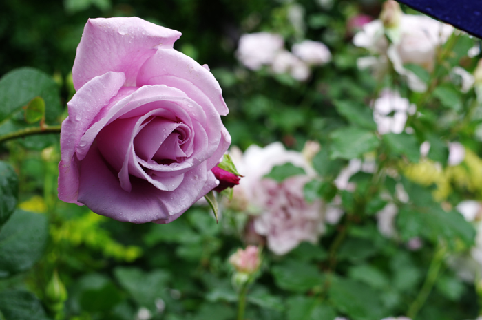 横浜イングリッシュガーデン　薔薇　6　雷雨の中_b0151409_21131080.jpg