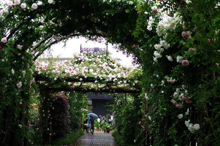 横浜イングリッシュガーデン　薔薇　6　雷雨の中_b0151409_21170590.jpg