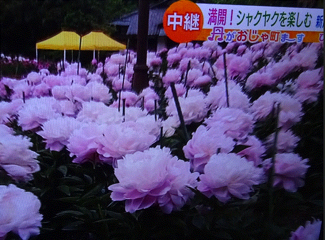 f0231709_13370594.gif