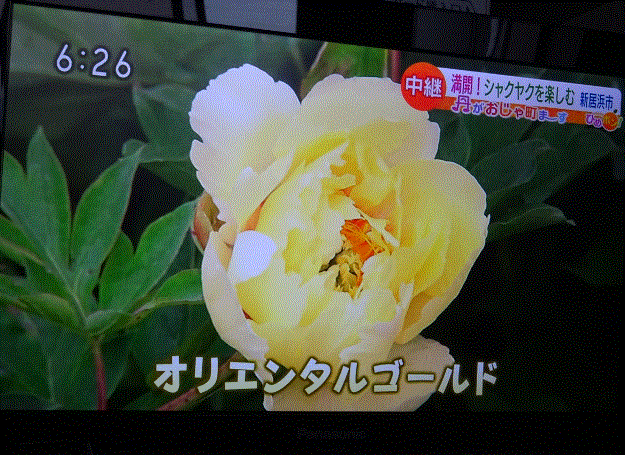 f0231709_13411770.gif