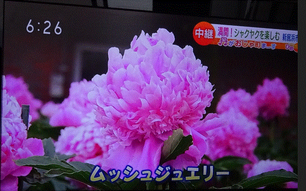 f0231709_13413471.gif