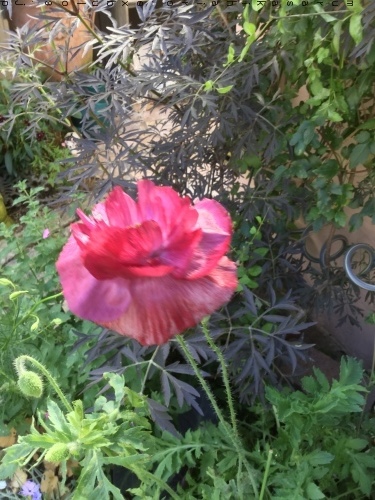 d0078312_21283524.jpeg