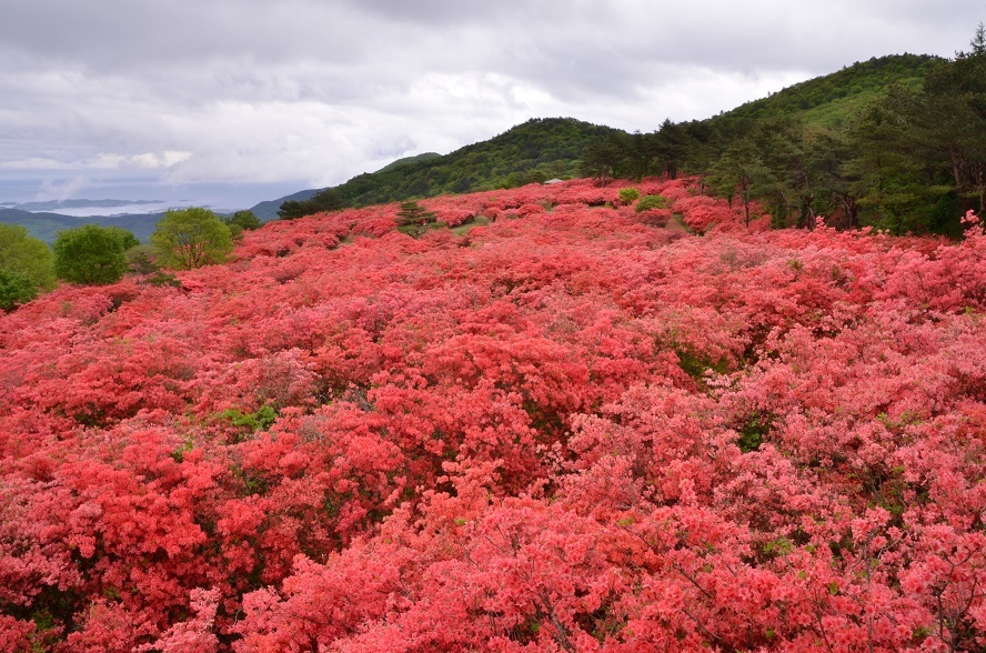 徳仙丈山のつつじが満開_e0349817_20384369.jpg