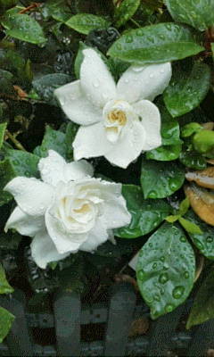c0074721_13251736.jpg