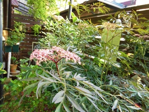 c0204121_10524136.jpg