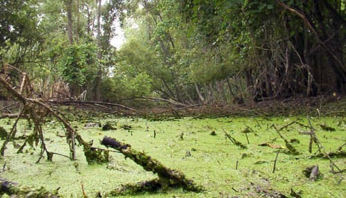 morass : 英単語資料（1000 most important wordsより）