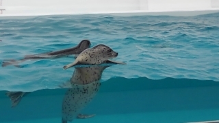 鶴岡市立加茂水族館_d0250123_17272947.jpg