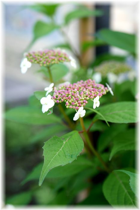 小径の山紫陽花_f0143227_23000006.jpg