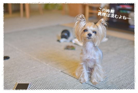 d0179828_14482895.png