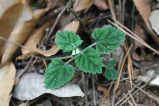 e0272335_20273571.jpg