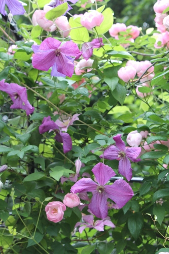 カール My Clematis Diary カール My Clematis Diary