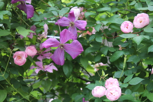 カール My Clematis Diary カール My Clematis Diary