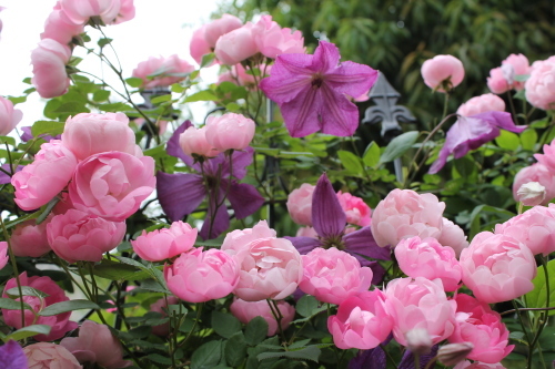 カール My Clematis Diary カール My Clematis Diary