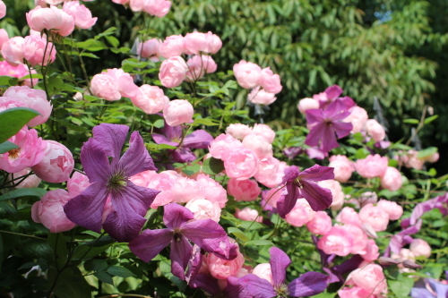 カール My Clematis Diary カール My Clematis Diary