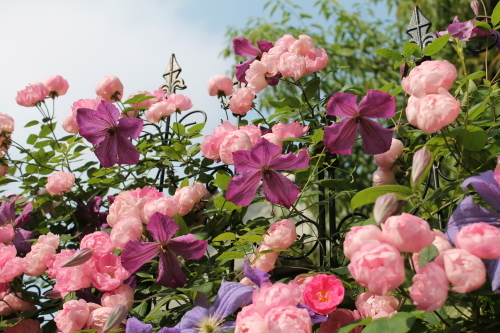カール My Clematis Diary カール My Clematis Diary