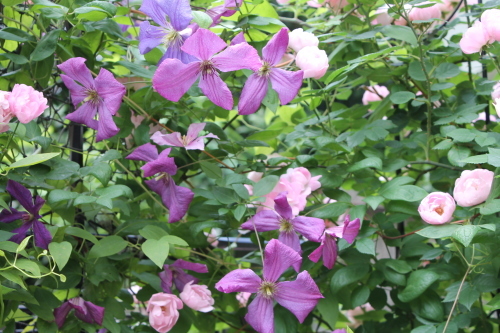 カール My Clematis Diary カール My Clematis Diary