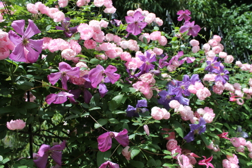 カール My Clematis Diary カール My Clematis Diary