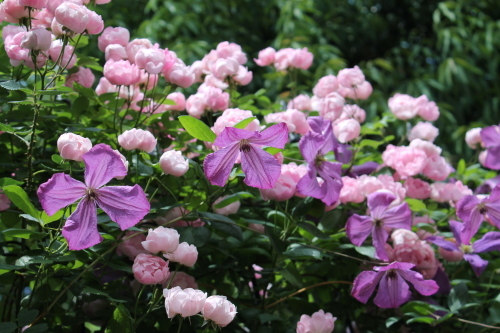 カール My Clematis Diary カール My Clematis Diary