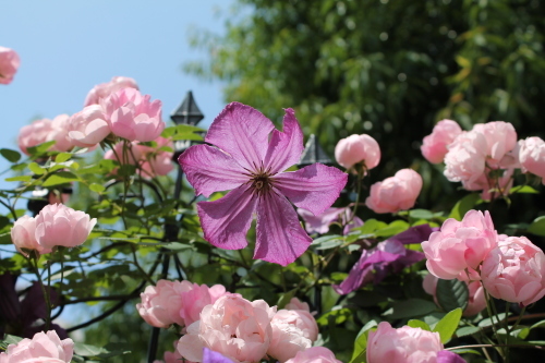 カール My Clematis Diary カール My Clematis Diary